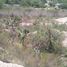  Land for rent in Tula De Allende Hidalgo, Tula De Allende