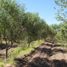 Studio House for sale in Lavalle, Mendoza, Lavalle