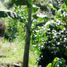 1 Bedroom Villa for sale in Manzanares, Caldas, Manzanares