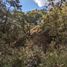  Land for sale in Zapopan, Jalisco, Zapopan, Jalisco