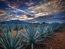  Land for sale in Tequila, Jalisco, Tequila