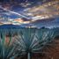  Land for sale in Tequila, Jalisco, Tequila