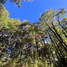  Land for sale in Chile, Panguipulli, Valdivia, Los Rios, Chile