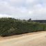 Terreno (Parcela) en venta en Cardenal Caro, Libertador General Bernardo O'Higgins, Pichilemu, Cardenal Caro