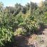  Terreno (Parcela) en venta en Maipo, Santiago, Buin, Maipo