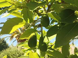  Terreno (Parcela) en venta en Maipo, Santiago, Buin, Maipo
