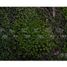  Land for sale in Chile, Colbun, Linares, Maule, Chile