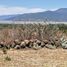  Land for sale in Patzcuaro, Michoacan, Patzcuaro