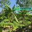  Land for sale in Cunduacan, Tabasco, Cunduacan