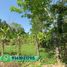  Land for sale in Cunduacan, Tabasco, Cunduacan