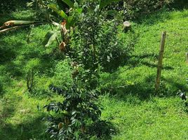  Terreno (Parcela) en alquiler en Manizales, Caldas, Manizales