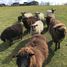 3 Bedroom House for sale in Chile, Castro, Chiloe, Los Lagos, Chile