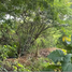 在Chiapas出售的 土地, Tuxtla Gutierrez, Chiapas