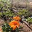  Land for sale in Elqui Coquimbo, Coquimbo