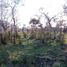  Land for sale in Cushamen, Chubut, Cushamen, Chubut