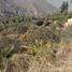  Land for sale in Chile, Santiago, Santiago, Santiago, Chile