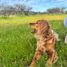  Terreno (Parcela) en venta en Ñuble, Quirihue, Itata, Ñuble