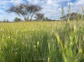  Terreno (Parcela) en venta en Ñuble, Quirihue, Itata, Ñuble