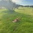  Terreno (Parcela) en venta en Ñuble, Quirihue, Itata, Ñuble