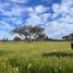  Terreno (Parcela) en venta en Ñuble, Quirihue, Itata, Ñuble