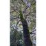  Terrain for sale in Ancud, Chiloe, Ancud