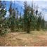  Terreno (Parcela) en venta en Malleco, Araucanía, Traiguen, Malleco