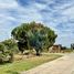  Land for sale in Chile, Requinao, Cachapoal, Libertador General Bernardo Ohiggins, Chile