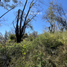 Terrain à vendre à Ixtlahuacan De Los Membrillos, Jalisco, Ixtlahuacan De Los Membrillos
