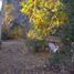  Land for sale in Chile, Machali, Cachapoal, Libertador General Bernardo Ohiggins, Chile