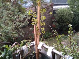 2 Habitación Apartamento en venta en Santiago, San Jode de Maipo, Cordillera, Santiago