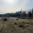  Terreno (Parcela) en venta en Ñuble, Pemuco, Diguillín, Ñuble