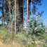  Terreno (Parcela) en venta en Maule, Longavi, Linares, Maule