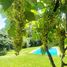 Terreno (Parcela) en venta en Melipilla, Santiago, Curacavi, Melipilla