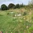  Land for sale in Chignautla, Puebla, Chignautla