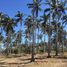  Land for sale in Tecuala, Nayarit, Tecuala