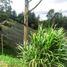  Grundstück zu verkaufen in Medellin, Antioquia, Medellin, Antioquia