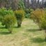  Land for sale in Melipilla, Santiago, Melipilla, Melipilla