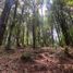  Land for sale in Jilotzingo, Mexico, Jilotzingo