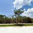 Terreno (Parcela) en venta en Conkal, Yucatán, Conkal