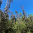  Terreno (Parcela) en venta en Araucanía, Golbea, Cautín, Araucanía