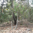  Land for sale in Chiquilistlan, Jalisco, Chiquilistlan