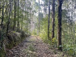  Terreno (Parcela) en venta en Valdivia, Los Ríos, Mariquina, Valdivia