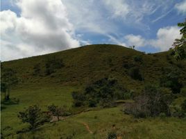  Terrain for sale in San Carlos, Antioquia, San Carlos