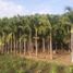  Land for sale in Dist Pochutla, Oaxaca, Dist Pochutla