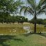  Land for sale in Montemorelos, Nuevo Leon, Montemorelos