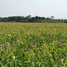  Terreno (Parcela) en venta en Hecelchakan, Campeche, Hecelchakan