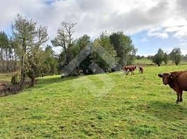  Land for sale in Ancud, Chiloe, Ancud