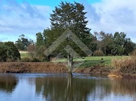  Terrain for sale in Los Lagos, Ancud, Chiloe, Los Lagos