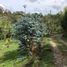 Terrain à vendre à Rionegro, Antioquia, Rionegro