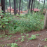  Terreno (Parcela) en venta en Mazamitla, Jalisco, Mazamitla
